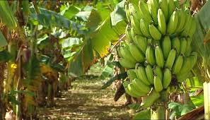 Culture de banane plantain au sénégal