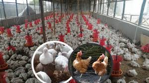 Formation sur l'élevage des poulets