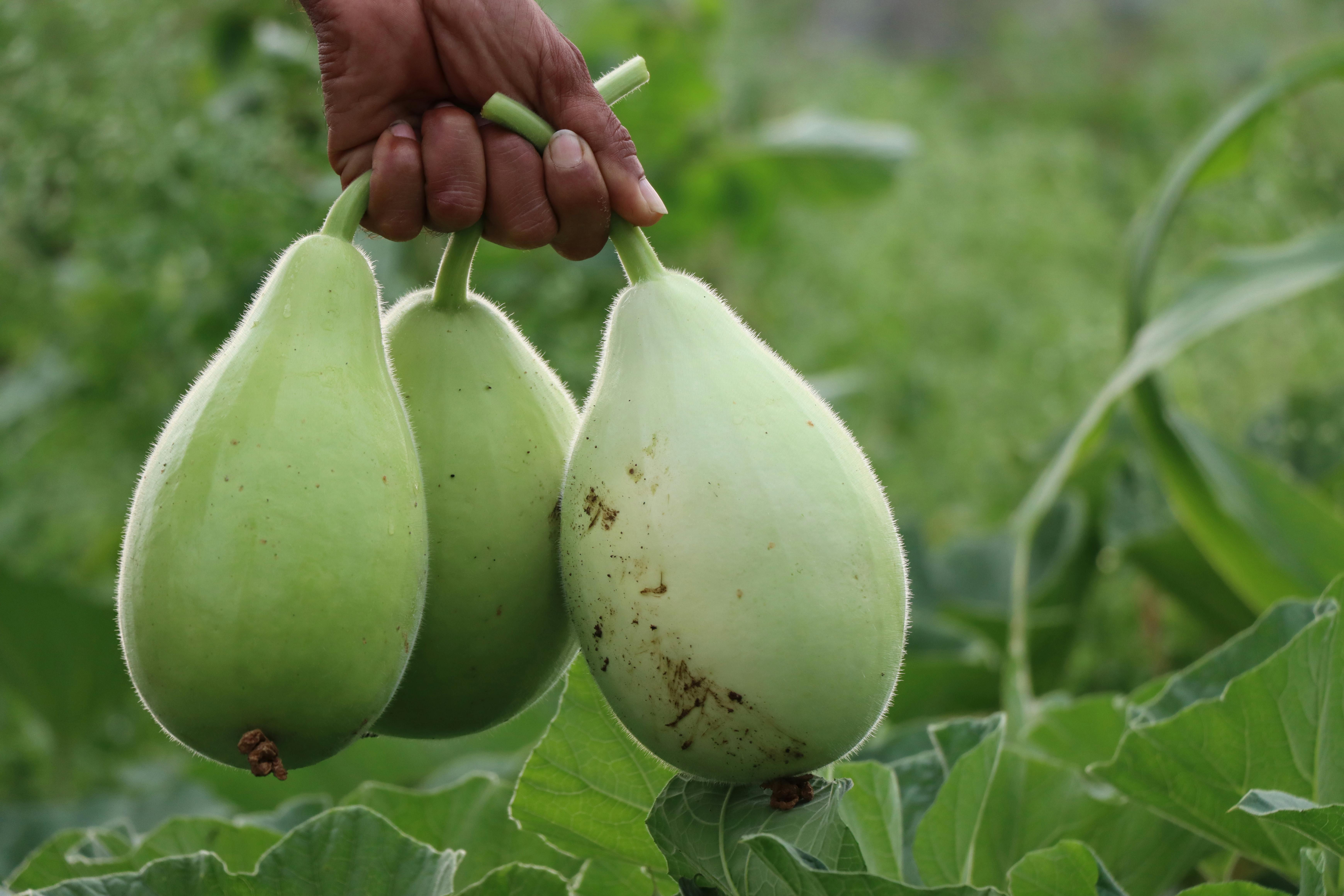 Agriculture Bio au Sénégal